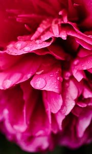 Preview wallpaper peony, petals, flower, drops