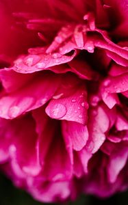 Preview wallpaper peony, petals, flower, drops