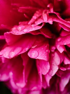 Preview wallpaper peony, petals, flower, drops