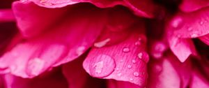 Preview wallpaper peony, petals, flower, drops