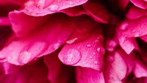 Preview wallpaper peony, petals, flower, drops