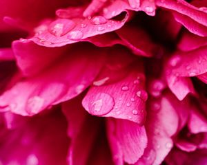 Preview wallpaper peony, petals, flower, drops