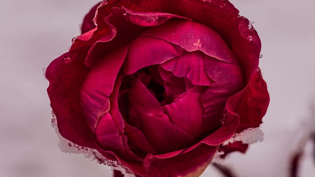 Wallpaper peony, petals, flower, macro, red