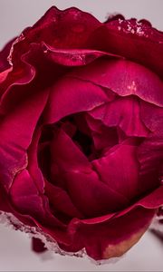 Preview wallpaper peony, petals, flower, macro, red