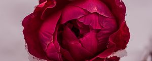 Preview wallpaper peony, petals, flower, macro, red