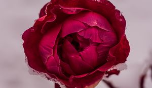 Preview wallpaper peony, petals, flower, macro, red