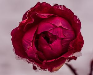 Preview wallpaper peony, petals, flower, macro, red