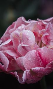 Preview wallpaper peony, petals, flower, macro, pink, drops