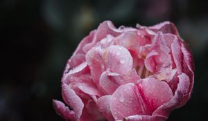 Preview wallpaper peony, petals, flower, macro, pink, drops