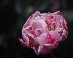 Preview wallpaper peony, petals, flower, macro, pink, drops