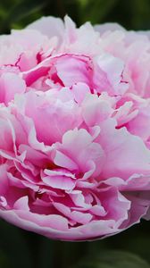 Preview wallpaper peony, petals, layers, pink, flower, macro