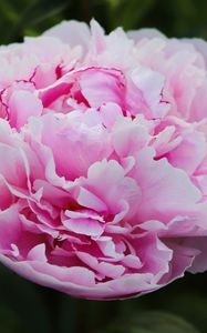 Preview wallpaper peony, petals, layers, pink, flower, macro