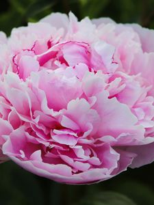 Preview wallpaper peony, petals, layers, pink, flower, macro