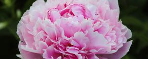 Preview wallpaper peony, petals, layers, pink, flower, macro