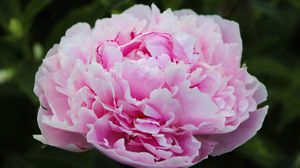 Preview wallpaper peony, petals, layers, pink, flower, macro