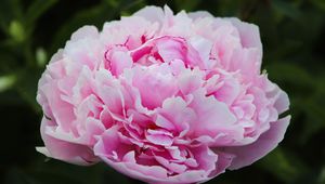 Preview wallpaper peony, petals, layers, pink, flower, macro
