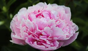 Preview wallpaper peony, petals, layers, pink, flower, macro
