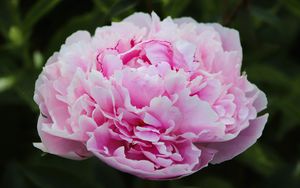 Preview wallpaper peony, petals, layers, pink, flower, macro