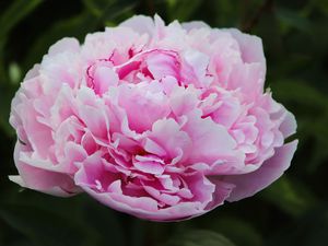 Preview wallpaper peony, petals, layers, pink, flower, macro