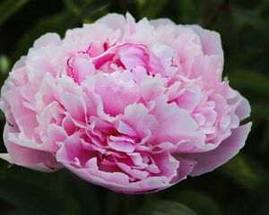 Preview wallpaper peony, petals, layers, pink, flower, macro