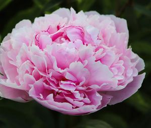 Preview wallpaper peony, petals, layers, pink, flower, macro