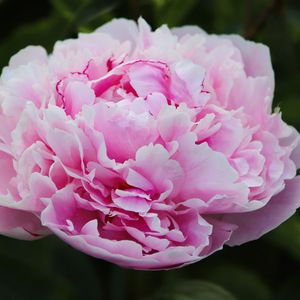 Preview wallpaper peony, petals, layers, pink, flower, macro