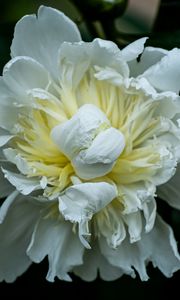 Preview wallpaper peony, petals, white, flower, macro