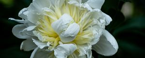 Preview wallpaper peony, petals, white, flower, macro