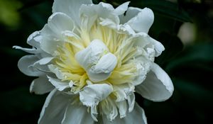 Preview wallpaper peony, petals, white, flower, macro