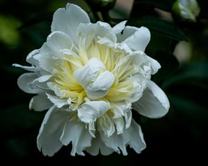 Preview wallpaper peony, petals, white, flower, macro