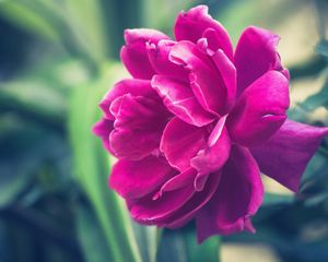 Preview wallpaper peony, pink, bud, petals