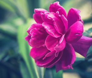 Preview wallpaper peony, pink, bud, petals