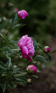 Preview wallpaper peony, pink, flowers, buds, bloom