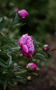 Preview wallpaper peony, pink, flowers, buds, bloom