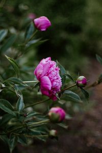 Preview wallpaper peony, pink, flowers, buds, bloom