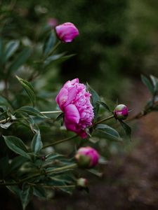 Preview wallpaper peony, pink, flowers, buds, bloom