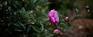 Preview wallpaper peony, pink, flowers, buds, bloom