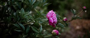 Preview wallpaper peony, pink, flowers, buds, bloom