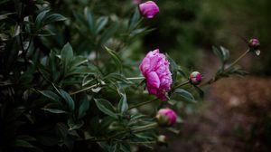 Preview wallpaper peony, pink, flowers, buds, bloom