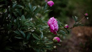 Preview wallpaper peony, pink, flowers, buds, bloom