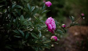 Preview wallpaper peony, pink, flowers, buds, bloom