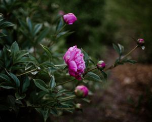 Preview wallpaper peony, pink, flowers, buds, bloom