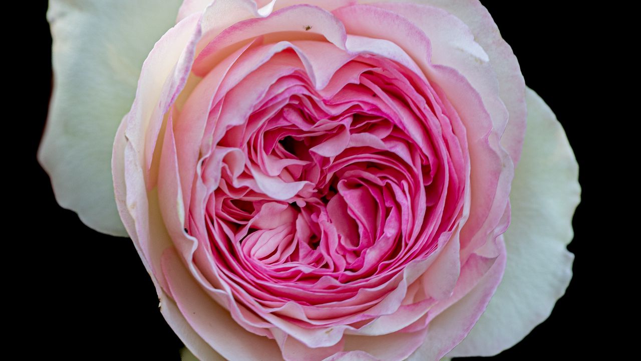 Wallpaper peony rose, rose, bud, pink, macro