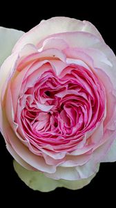 Preview wallpaper peony rose, rose, bud, pink, macro