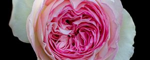 Preview wallpaper peony rose, rose, bud, pink, macro