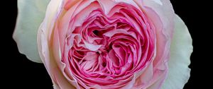 Preview wallpaper peony rose, rose, bud, pink, macro