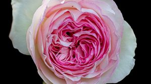 Preview wallpaper peony rose, rose, bud, pink, macro