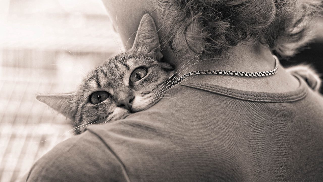 Wallpaper people, cat, hugs, affection, black and white