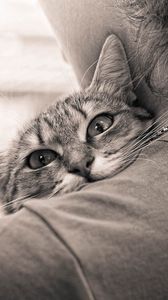 Preview wallpaper people, cat, hugs, affection, black and white