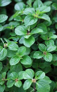 Preview wallpaper peperomia, leaves, plant